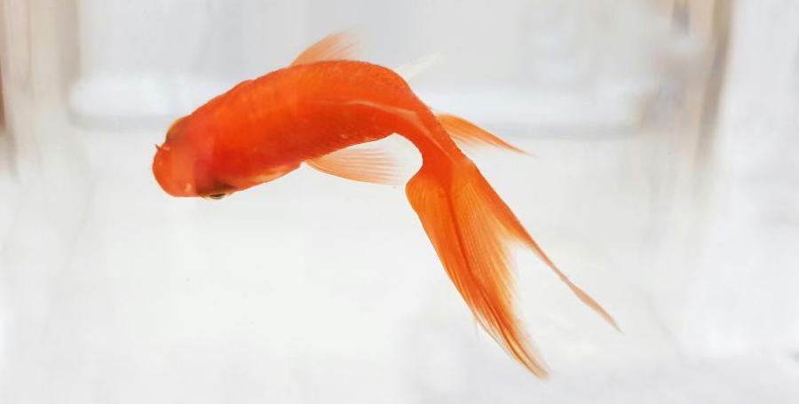 Il Pesce Rosso: Caratteristiche, Cura e Alimentazione