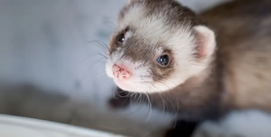 Il furetto come animale domestico: consigli e cure quotidiane