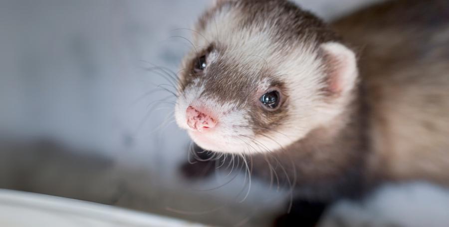 Il furetto come animale domestico: consigli e cure quotidiane