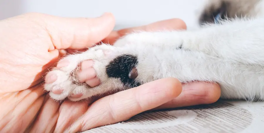 Unghie del Gatto: Consigli e Trucchi per Prendersene Cura