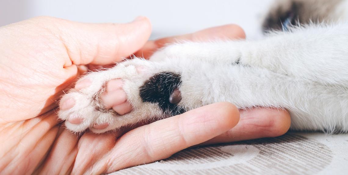 Unghie del Gatto: Consigli e Trucchi per Prendersene Cura