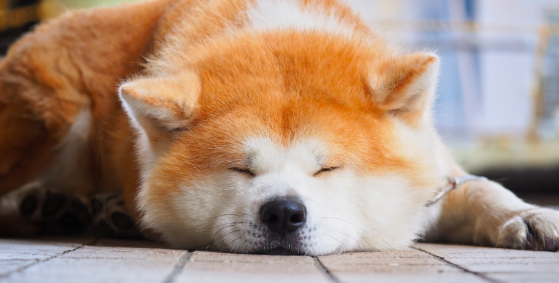 Cosa devi sapere sull'Akita Inu