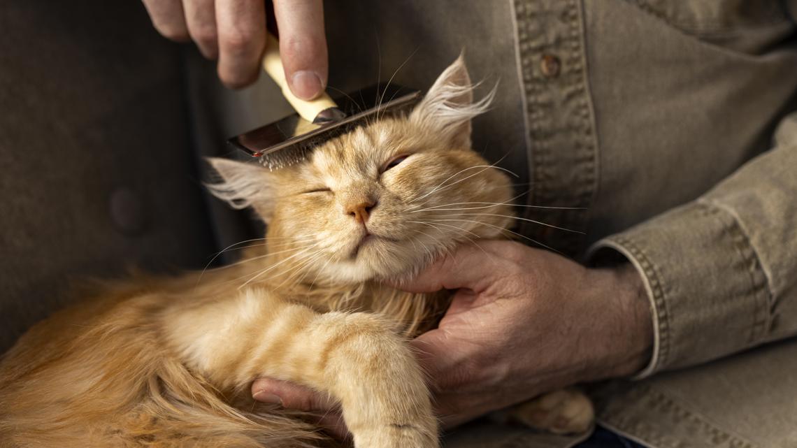 Addio ai Peli di Gatto: Soluzioni Efficaci per una Casa Pulita