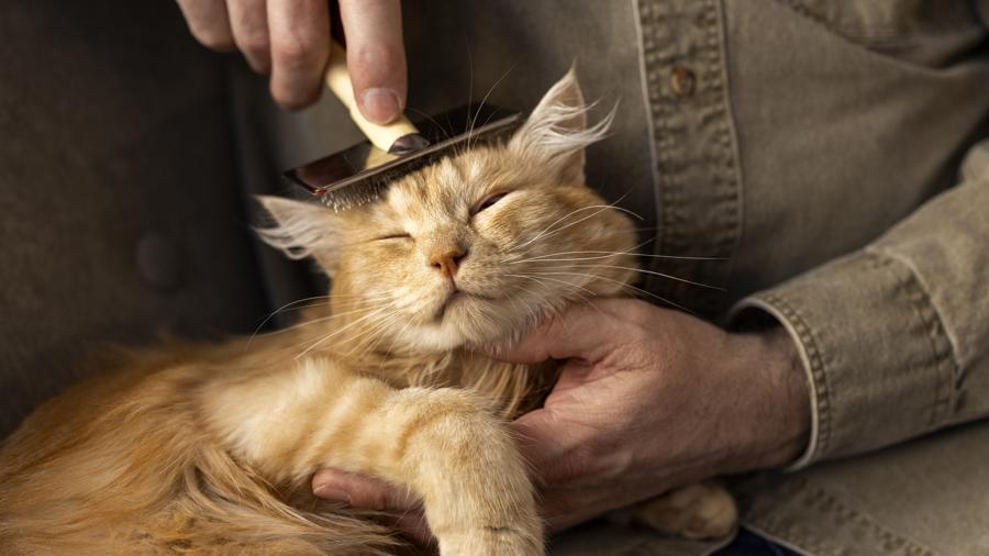 Addio ai Peli di Gatto: Soluzioni Efficaci per una Casa Pulita