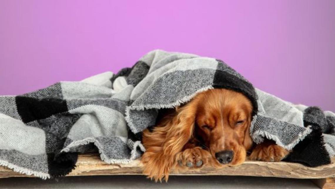 Dove Posso far Dormire il Mio Cane?