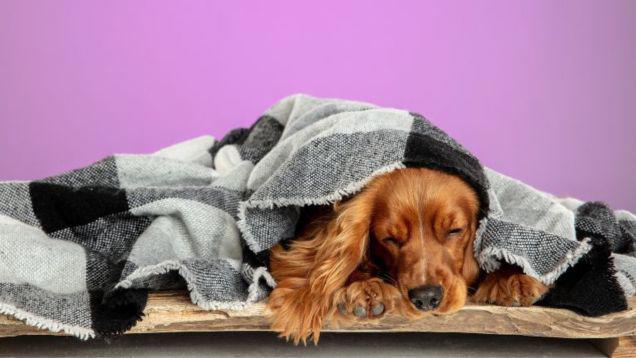 Dove Posso far Dormire il Mio Cane?