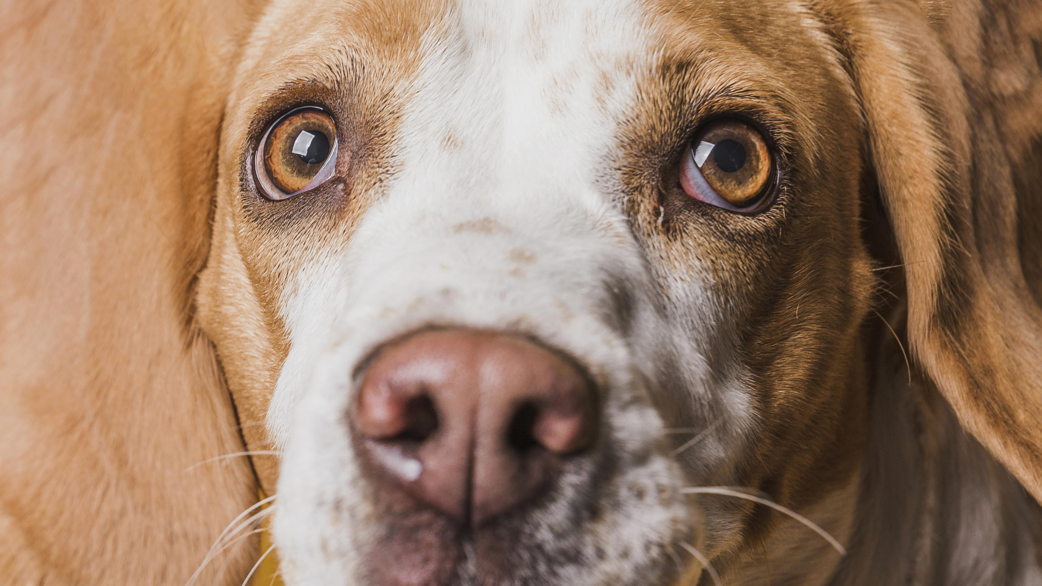 Perché il Mio Cane Trema? Guida Completa a Cause e Soluzioni