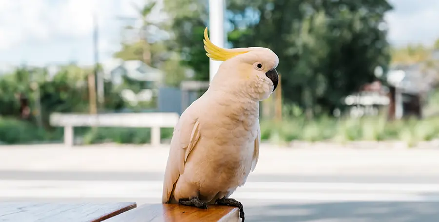 Cacatua: Guida Completa su Cura, Alimentazione e Addestramento