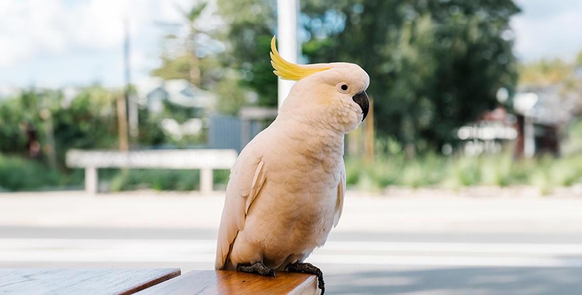 Cacatua: Guida Completa su Cura, Alimentazione e Addestramento