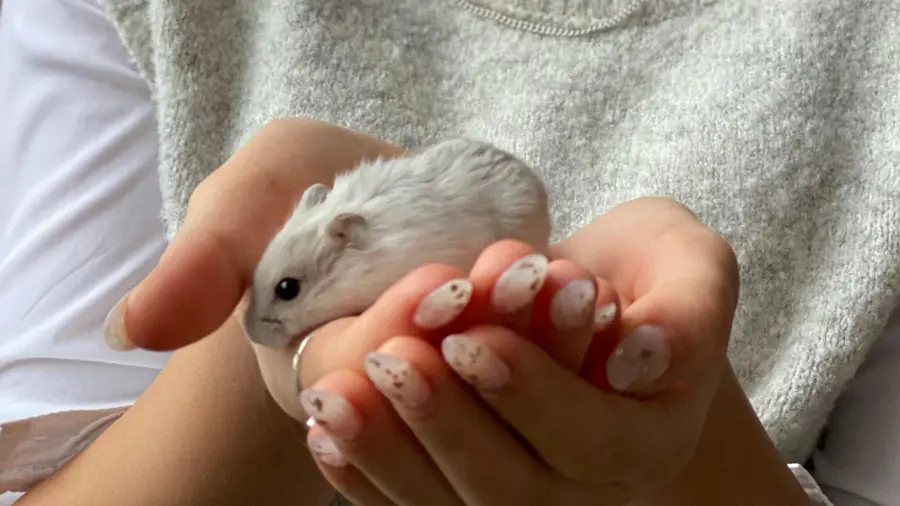 Giornata Mondiale del Criceto 2024: 6 Curiosità per Festeggiare la Loro Giornata