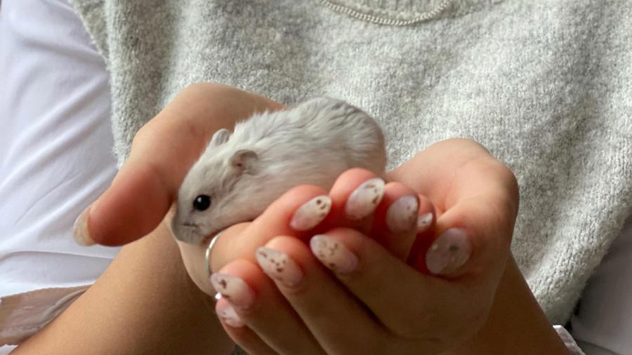 Giornata Mondiale del Criceto 2024: 6 Curiosità per Festeggiare la Loro Giornata