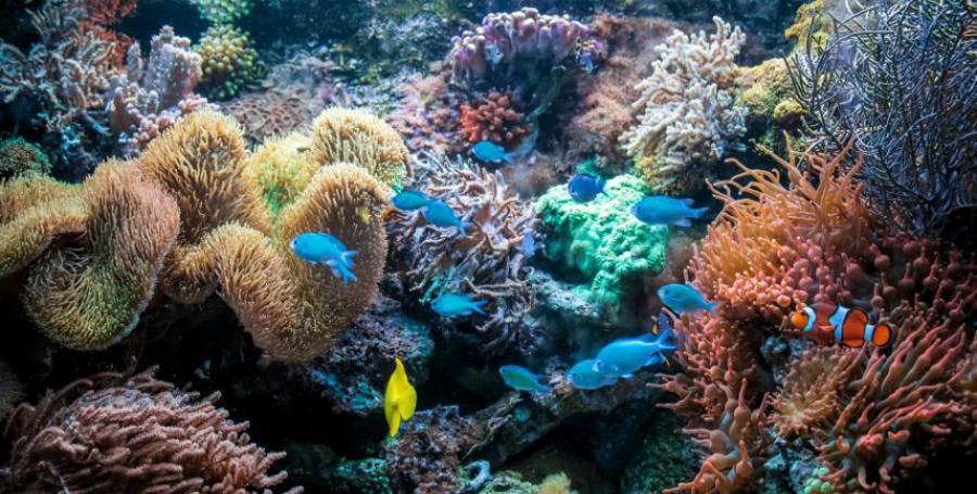 Piante da Acquario: Scelte, Coltivazione e Errori da Evitare
