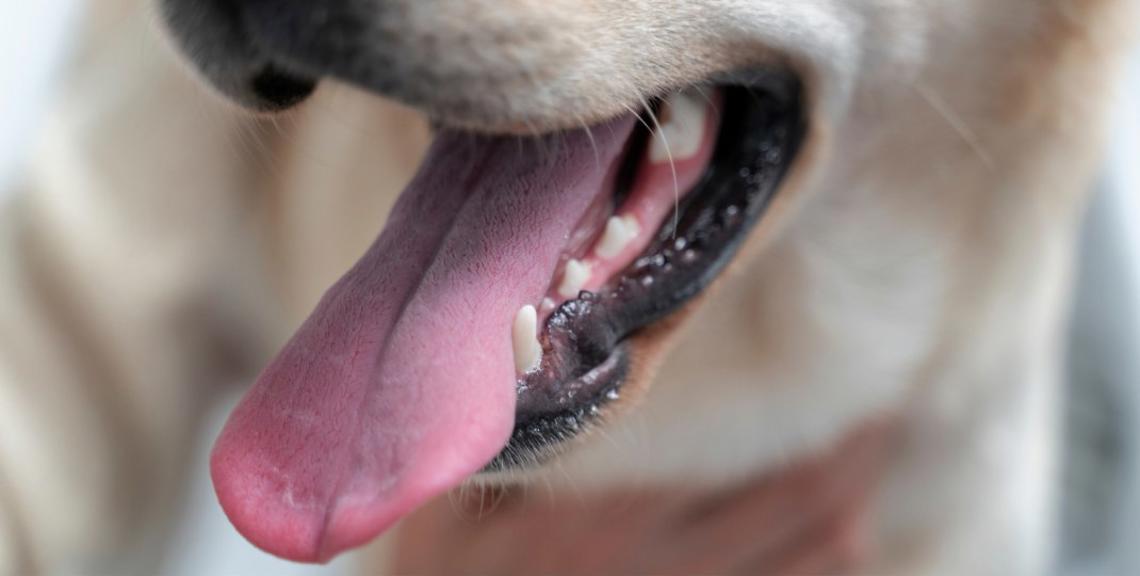 Pulizia e Cura dei Denti del Cane: Regole e Consigli 