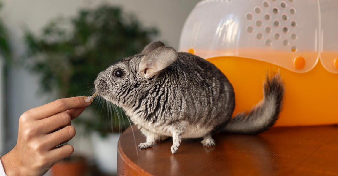 Come prendersi cura di un cincillà: consigli per una vita sana e serena