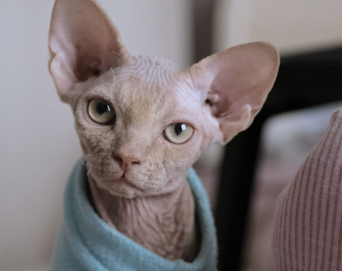 Sphynx: tutto ciò che c'è da sapere sui gatti senza pelo